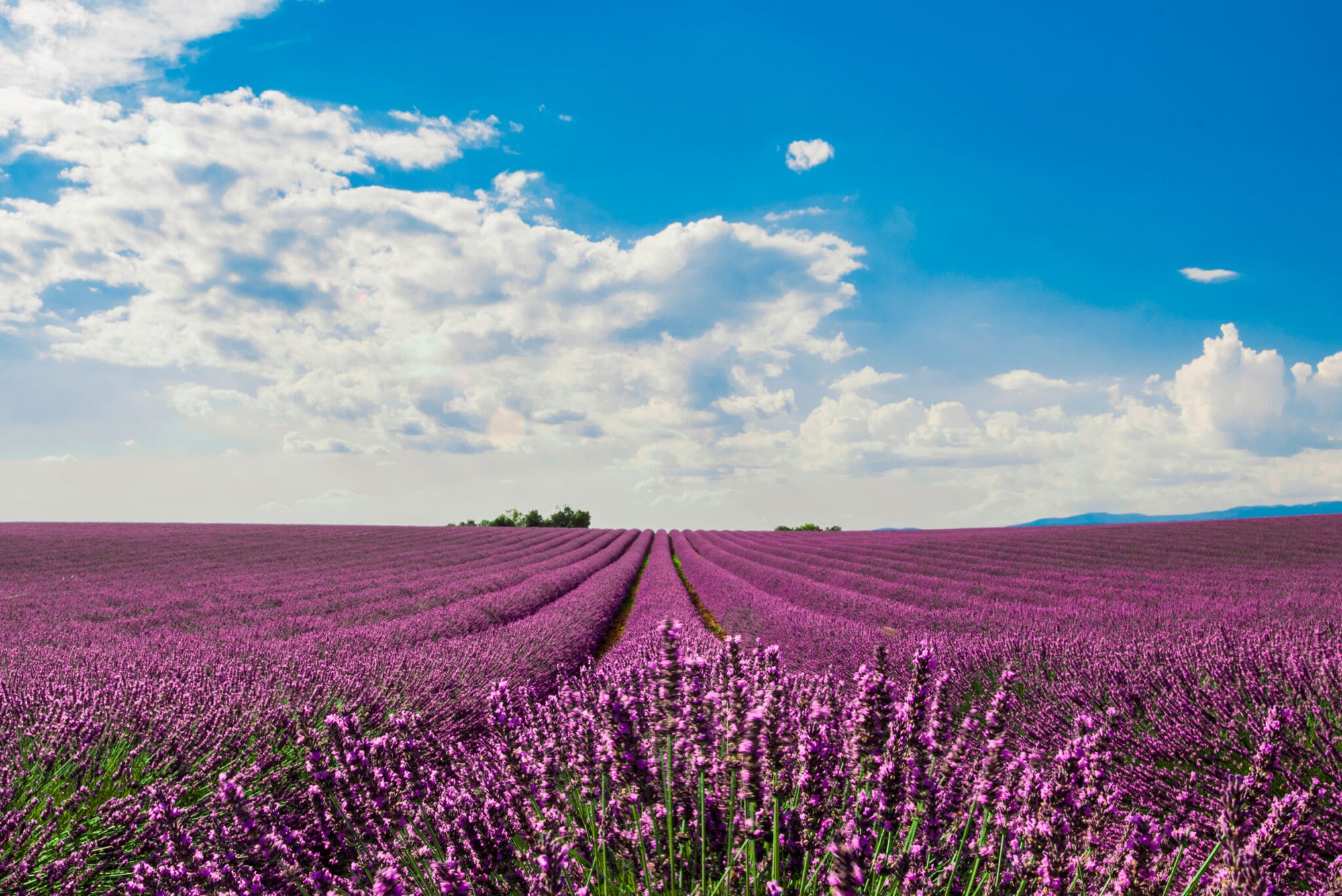 BENEFITS OF LAVENDER ESSENTIAL OIL